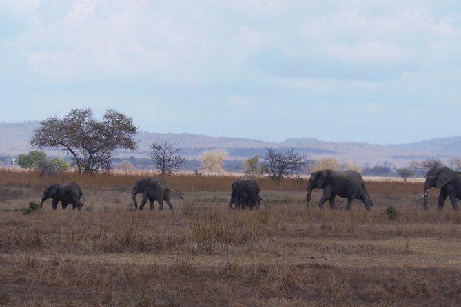 2 Days Wildlife Safari in Mikumi National Park - Guides, private service, and the human side of the trip