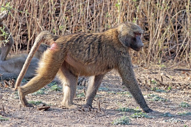 2 Days Wildlife Safari to Awash National Park - Awash Falls, a smaller version of a famous sight