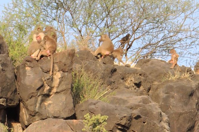 2 Days Wildlife Safari to Awash National Park - Sodere hot springs on the return journey