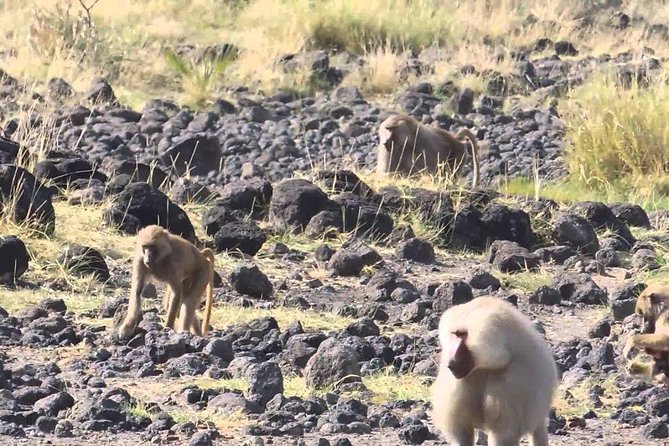 2 Days Wildlife Safari to Awash National Park - What the $358.98 price really covers