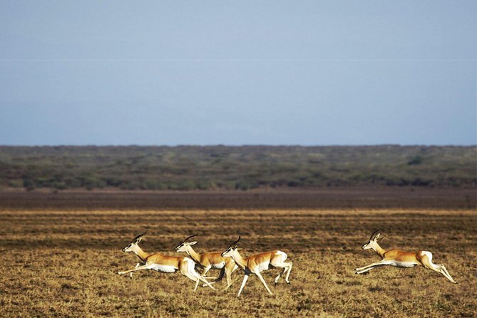 2 Days Wildlife Safari to Awash National Park - Who will enjoy this trip most