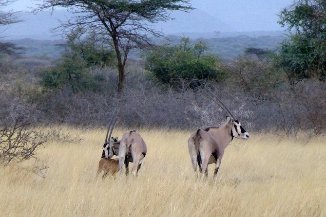 2 Days Wildlife Safari to Awash National Park - Practical details before you book