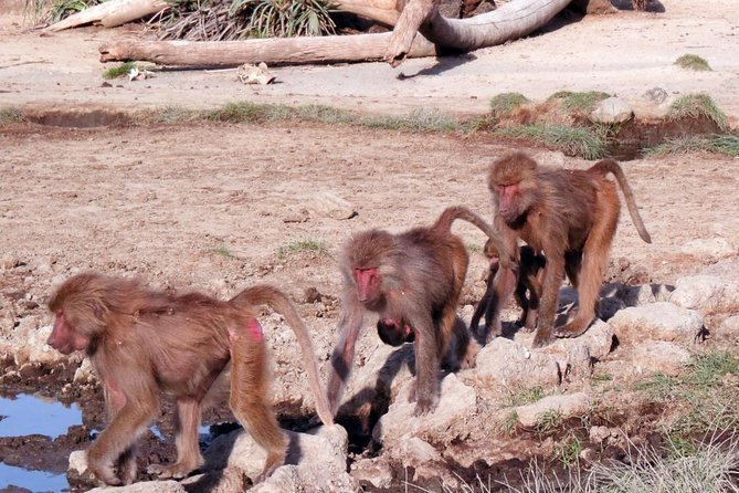 2 Days Wildlife Safari to Awash National Park - Lunch, rest, and the Ilala Sala Plain