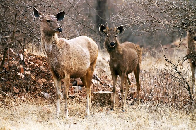 2-Night Private Ranthambore National Park and Wildlife Tour from Delhi - Why Ranthambore is worth the long ride from Delhi