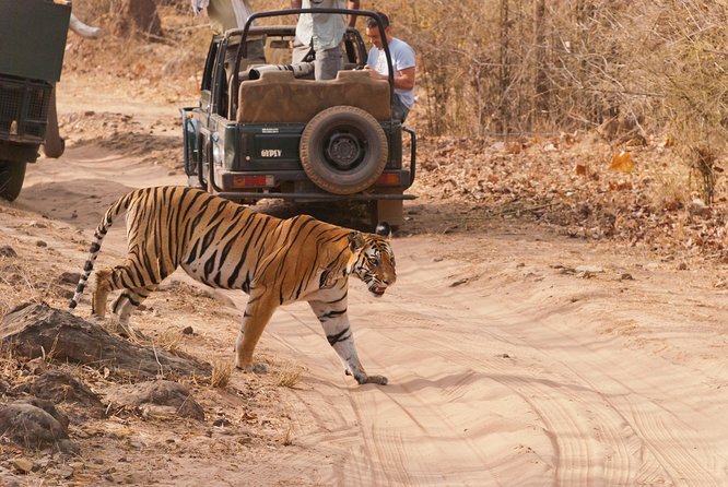 2-Night Private Ranthambore National Park and Wildlife Tour from Delhi - The shared jeep is the heart of the experience