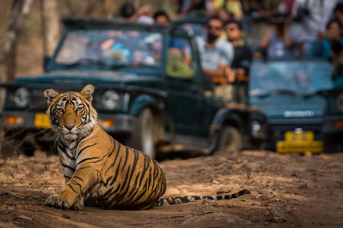 2-Night Private Ranthambore National Park and Wildlife Tour from Delhi - The 3-star hotel and two-night arrangement
