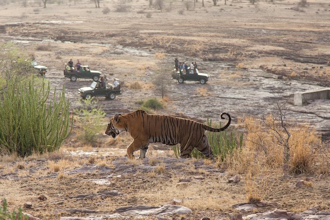 2-Night Private Ranthambore National Park and Wildlife Tour from Delhi - Day 2: two three-hour safaris in Ranthambore