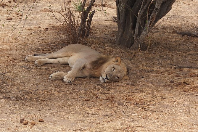 2 nights 3 days safari to mikumi national park - Day one: seven hours from Dar es Salaam to the park