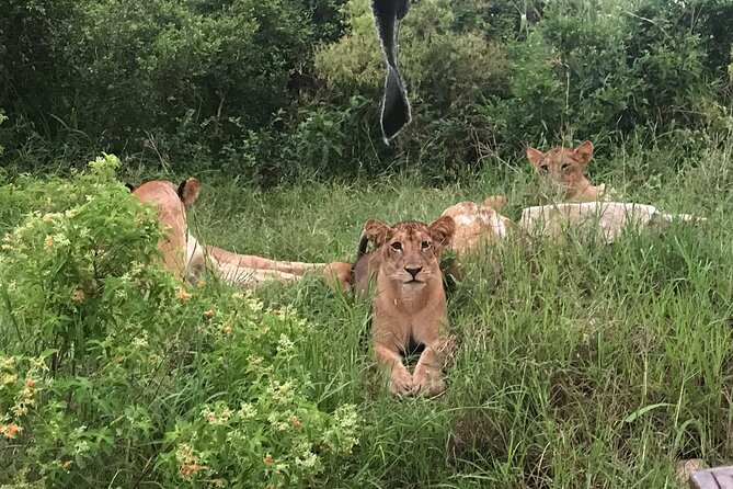 2 nights 3 days safari to mikumi national park - What the $650 price covers
