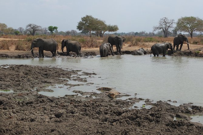 2 nights 3 days safari to mikumi national park - Wildlife expectations: excellent chances, no guarantees