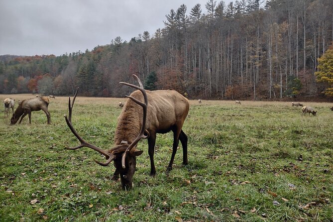 3-3.5 HR UTV ECO Elk Wilderness Adventure - Is $250 per person a good value?