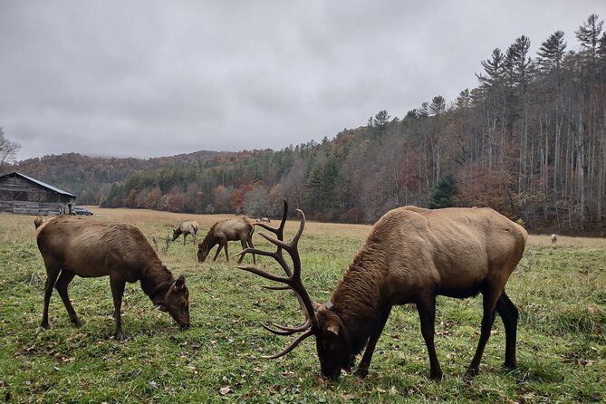 3-3.5 HR UTV ECO Elk Wilderness Adventure - Cherokee stories, Sequoyah, and the Trail of Tears
