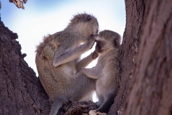 3 Day 2 Night Mikumi National Park + Masai culture - Sunrise, breakfast, and the final wildlife search