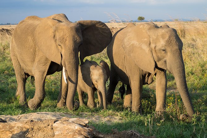 3 Day 2 Night Mikumi National Park + Masai culture - What the Masai visit adds
