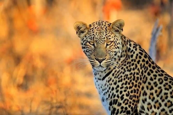 3 Day 2 Night Mikumi National Park + Masai culture - Accommodation, food, and comfort