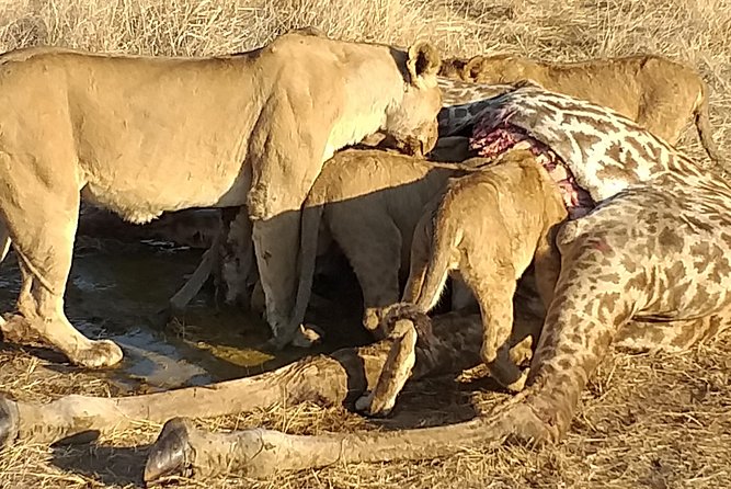 3 Day 2 Night Mikumi National Park + Masai culture - Sunset animals on the first afternoon