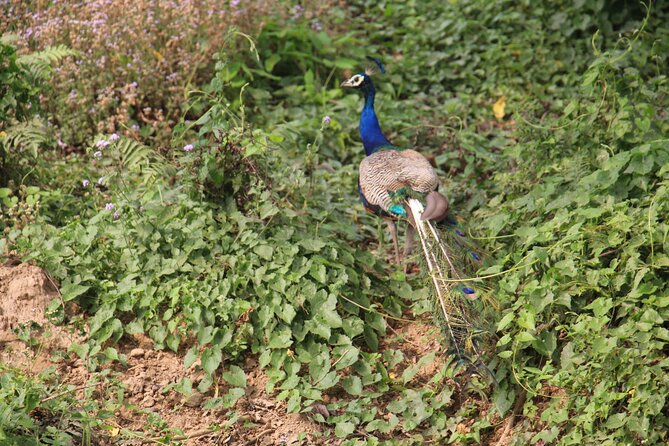 3-Day Chitwan National Park Jungle Safari Tour Package with Pick Up - The 7:00 AM canoe ride on the Rapti River