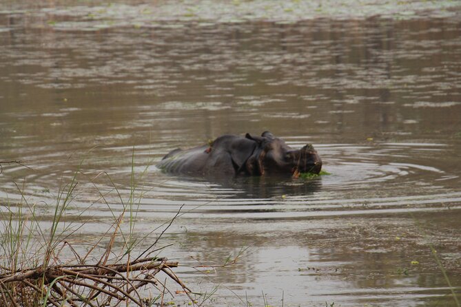 3-Day Chitwan National Park Jungle Safari Tour Package with Pick Up - Jeep safari, jungle walk, and realistic wildlife hopes