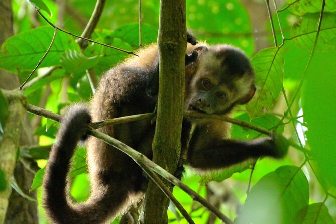 3-Day Eco-Sustainable Private Tour Manu National Park - Machuwasi Lagoon by wooden raft