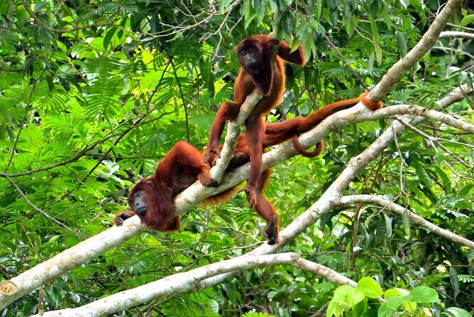 3-Day Eco-Sustainable Private Tour Manu National Park - Physical demands and practical packing
