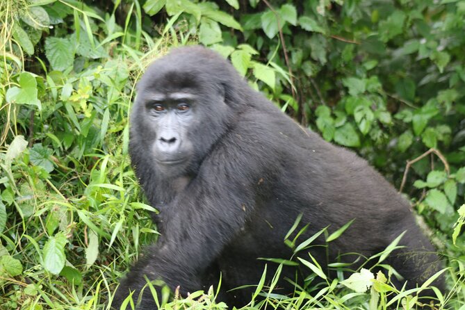3 Day Gorilla Trek at Bwindi National Park via Kigali - Why this Kigali to Bwindi route works