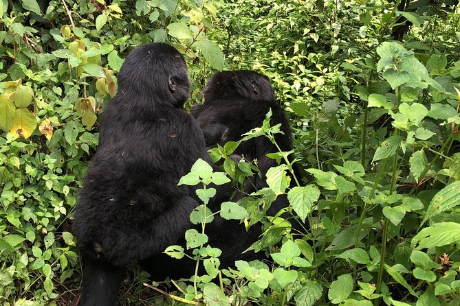 3 Day Gorilla Trek at Bwindi National Park via Kigali - Day 2: Bwindi’s forest and the gorilla family assignment