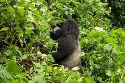 3 Day Gorilla Trek at Bwindi National Park via Kigali