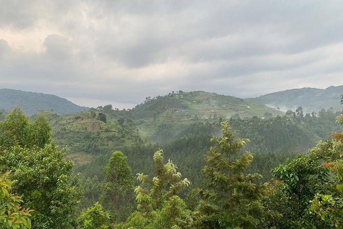 3 Day Gorilla Trek at Bwindi National Park via Kigali - Day 3: Return to Kigali, with a golden monkey option