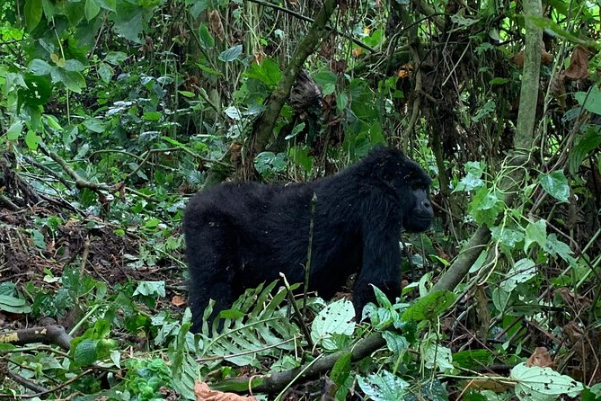 3 Day Gorilla Trek at Bwindi National Park via Kigali - Meals, lodging, and what the price covers