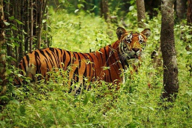 3-Day Guided Safari Tour in Chitwan National Park in Nepal - A jeep safari and the forest around Chitwan