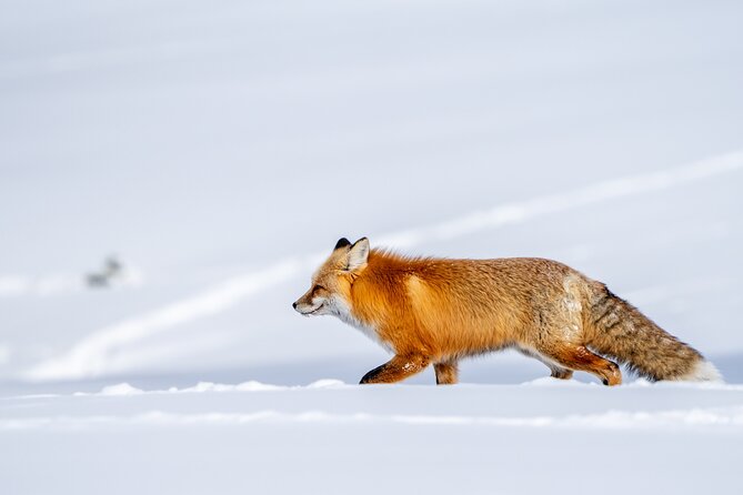 3 Day Guided Wildlife Photography Tour in Yellowstone - Key points to know before booking