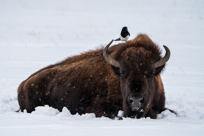 3 Day Guided Wildlife Photography Tour in Yellowstone - Why Lamar Valley is the heart of the tour