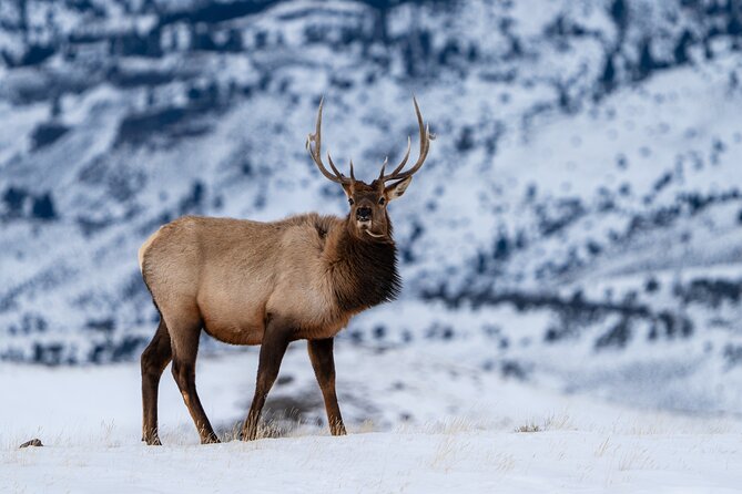 3 Day Guided Wildlife Photography Tour in Yellowstone - What the photography instruction adds