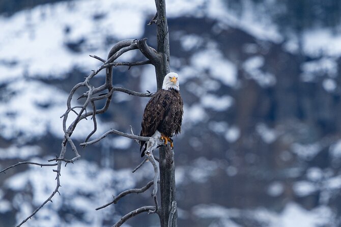 3 Day Guided Wildlife Photography Tour in Yellowstone - Private transport and the pace of the day