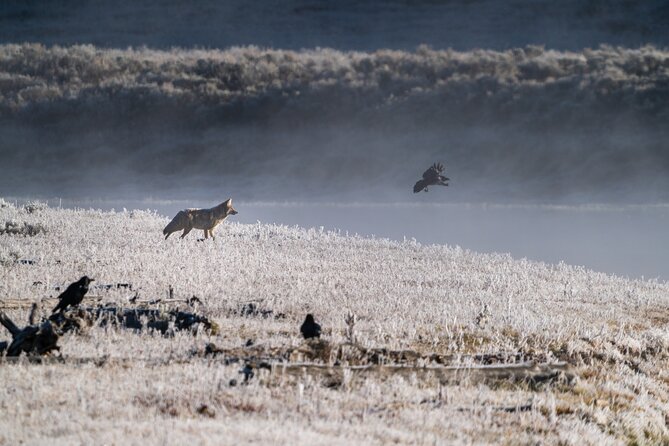 3 Day Guided Wildlife Photography Tour in Yellowstone - Cooke City is more than a restroom stop
