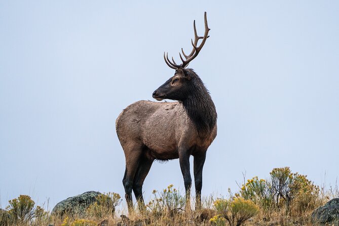 3 Day Guided Wildlife Photography Tour in Yellowstone - Is $1,345.50 a fair price?