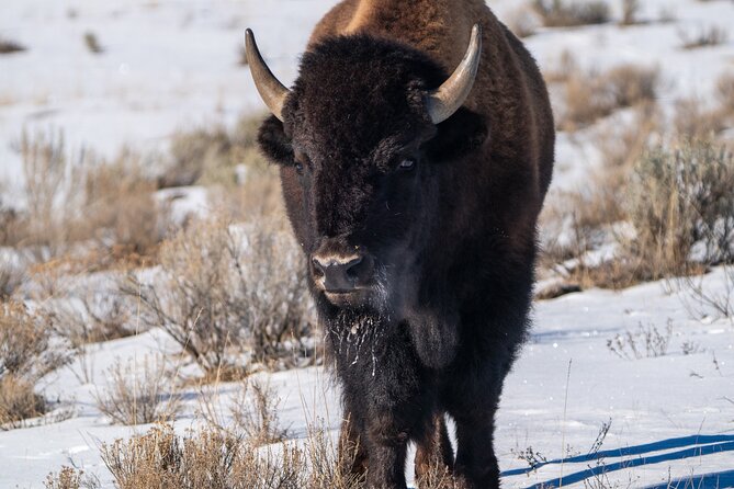 3 Day Guided Wildlife Photography Tour in Yellowstone - Who will get the most from this tour?