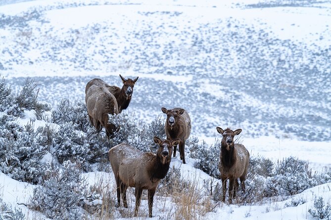 3 Day Guided Wildlife Photography Tour in Yellowstone - What the strongest praise tells you