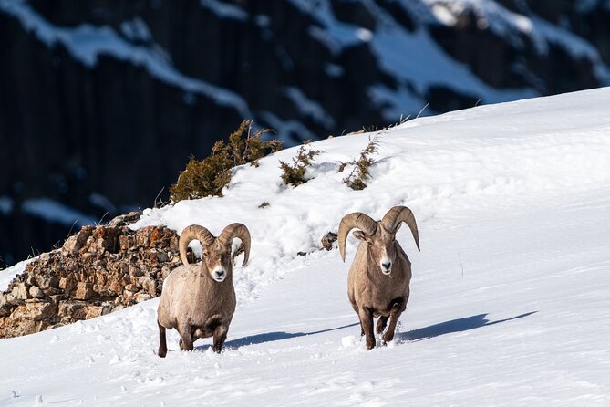 3 Day Guided Wildlife Photography Tour in Yellowstone - A practical look at the three-day schedule