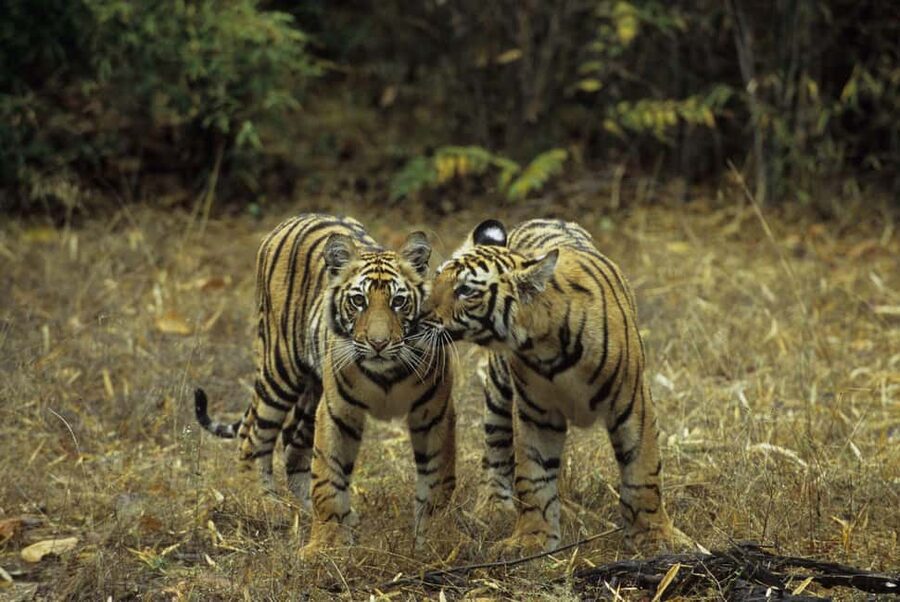 3- Day Jim Corbett National Park Tour - Key points before you book