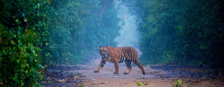 3- Day Jim Corbett National Park Tour - The real appeal: two forest outings, not a tiger promise