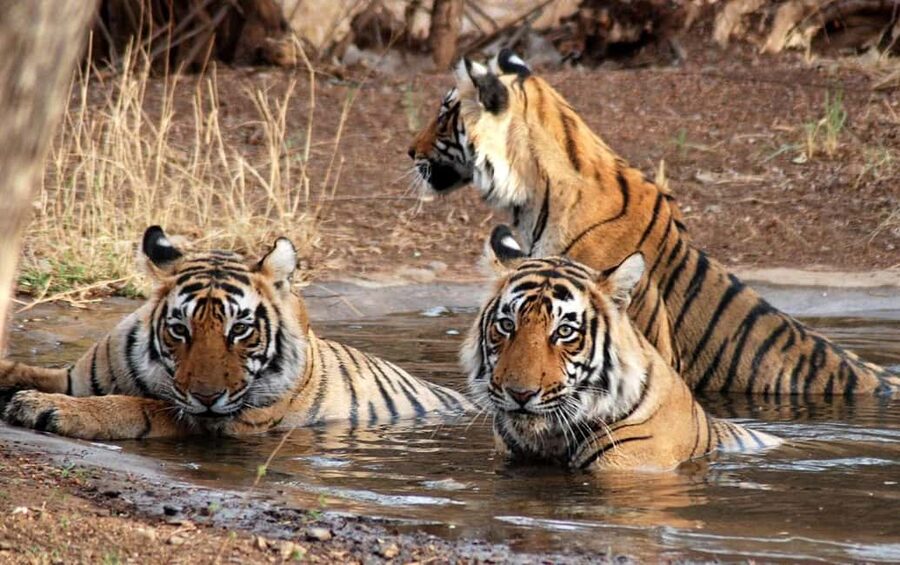 3- Day Jim Corbett National Park Tour - Day 2: an early safari followed by two easy sightseeing stops