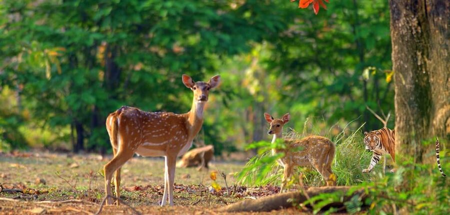 3- Day Jim Corbett National Park Tour - Practical details that can make the trip smoother