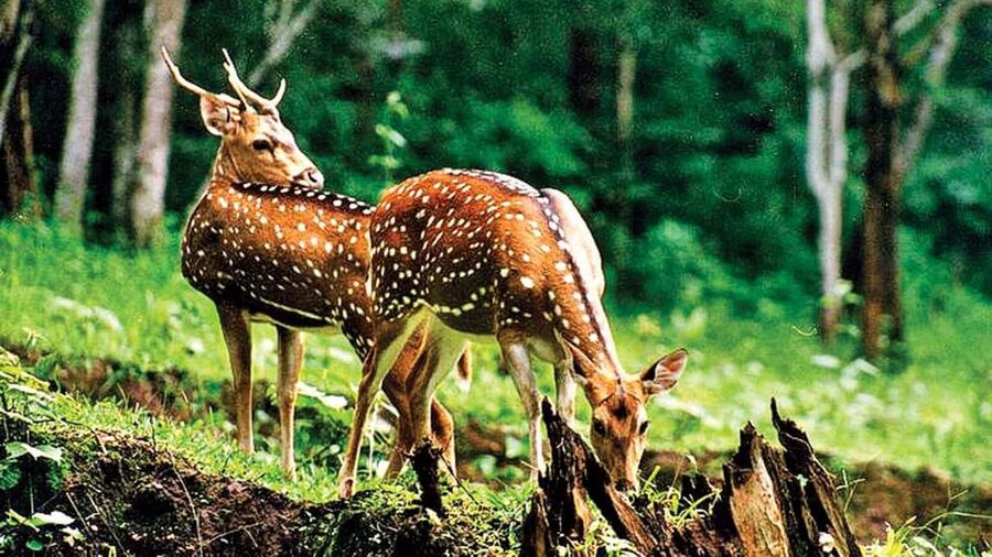 3- Day Jim Corbett National Park Tour - Should you book the Jim Corbett tour?