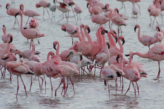 3 Day Joined Group Mid-range Safari Serengeti and Ngorongoro National Park - Meals, camping, and daily comfort
