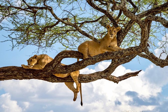 3 Day Joined Group Mid-range Safari Serengeti and Ngorongoro National Park - Who this safari suits best