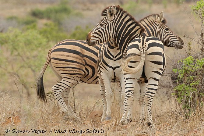 3-Day Kruger National Park Open Vehicle Safari - What $770.68 buys you on this Kruger safari