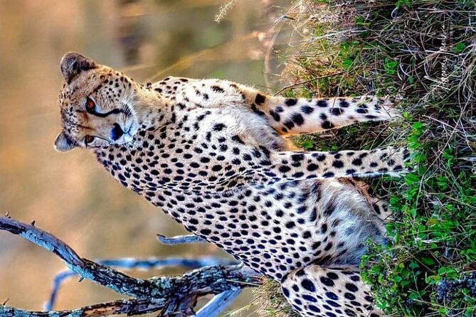 3-Day Masai Mara and Naivasha Hell's Gate National Park-Safari - Your first Mara game drive at 4 p.m.