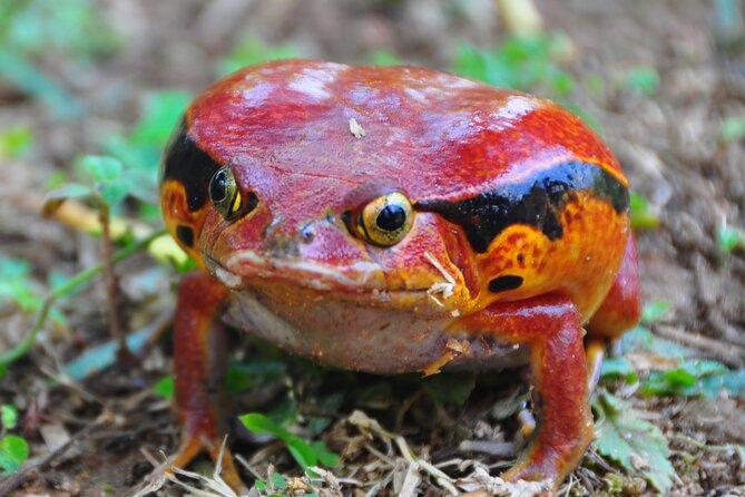 3-Day Private Tour to Andasibe National Park - Key points to know before booking
