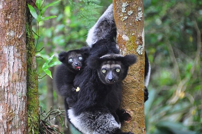 3-Day Private Tour to Andasibe National Park - What the private format adds